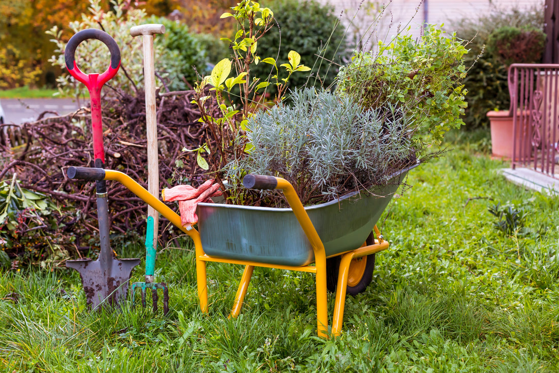 Is Your Lavender Ready for Winter?
