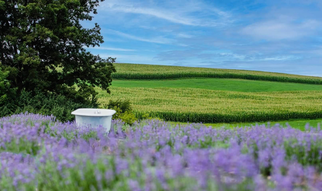 Caring for Lavender in Zone 5 During May