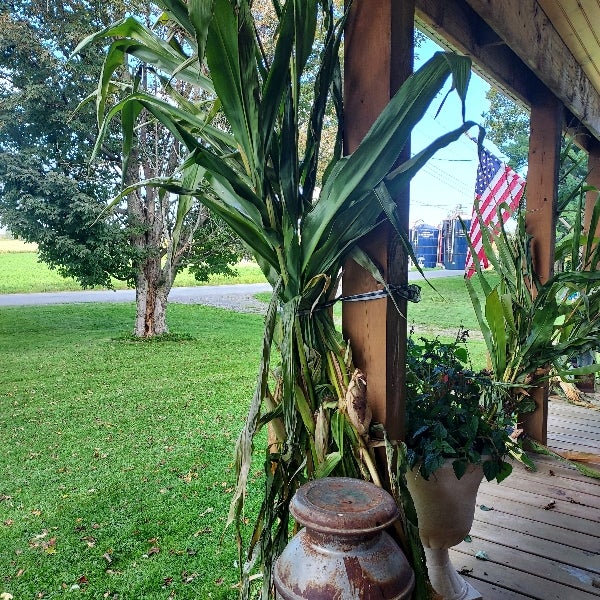 Corn Stalk - Farmstead 1868